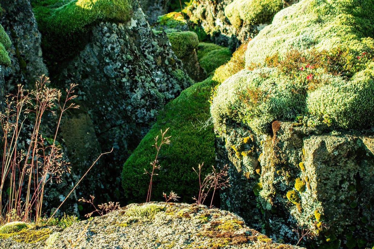 Moosbedeckte Felsen in Island.