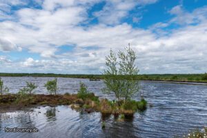 Birke am See-watermarked