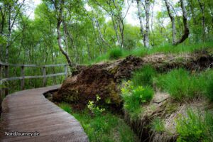 Birken auf dem Torf-watermarked