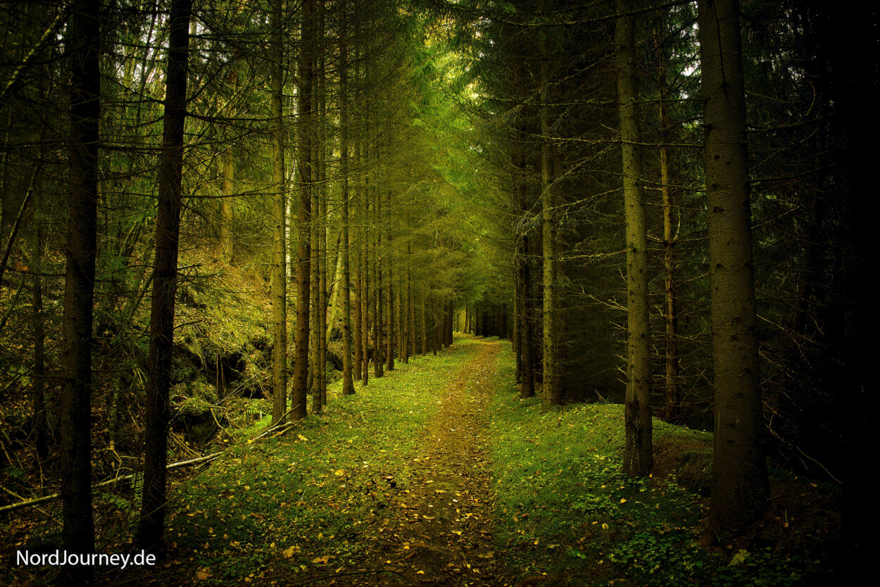Im Wald wird es immer dunkler umso weiter man durch den Waldpfad wandert.