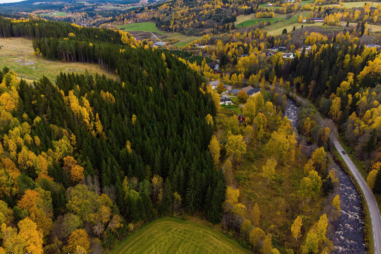 Eine Luftaufnahme eines Waldes und eines Flusses.