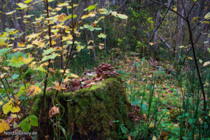 Ein Baumstumpf in einem Wald voller Blätter und Moos.