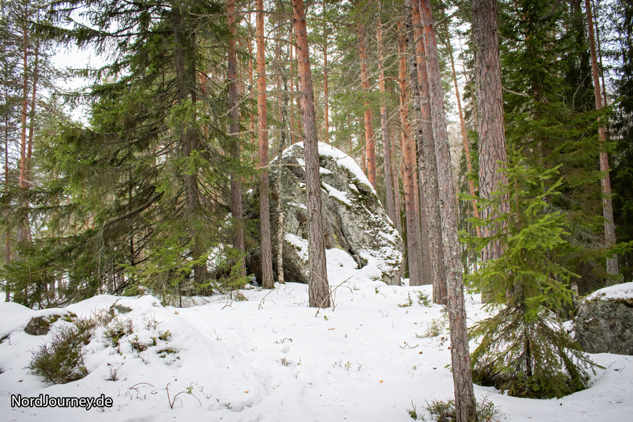 Ein Felsen mitten in einem schneebedeckten Wald.