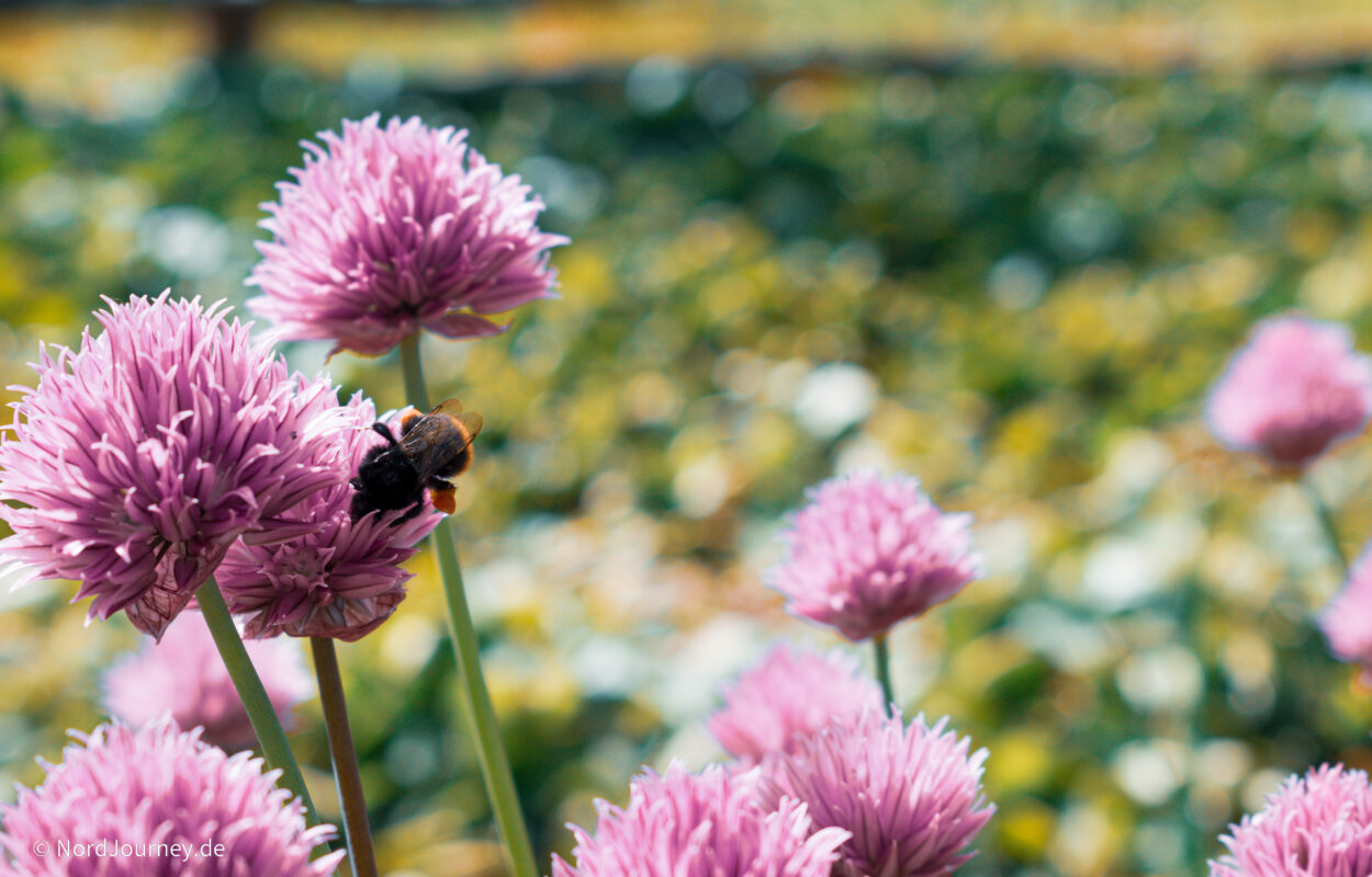 Eine Biene sitzt auf einer rosa Blume.