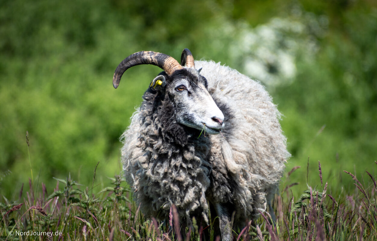 Ein Schaf mit langen Hörnern, das im hohen Gras steht.