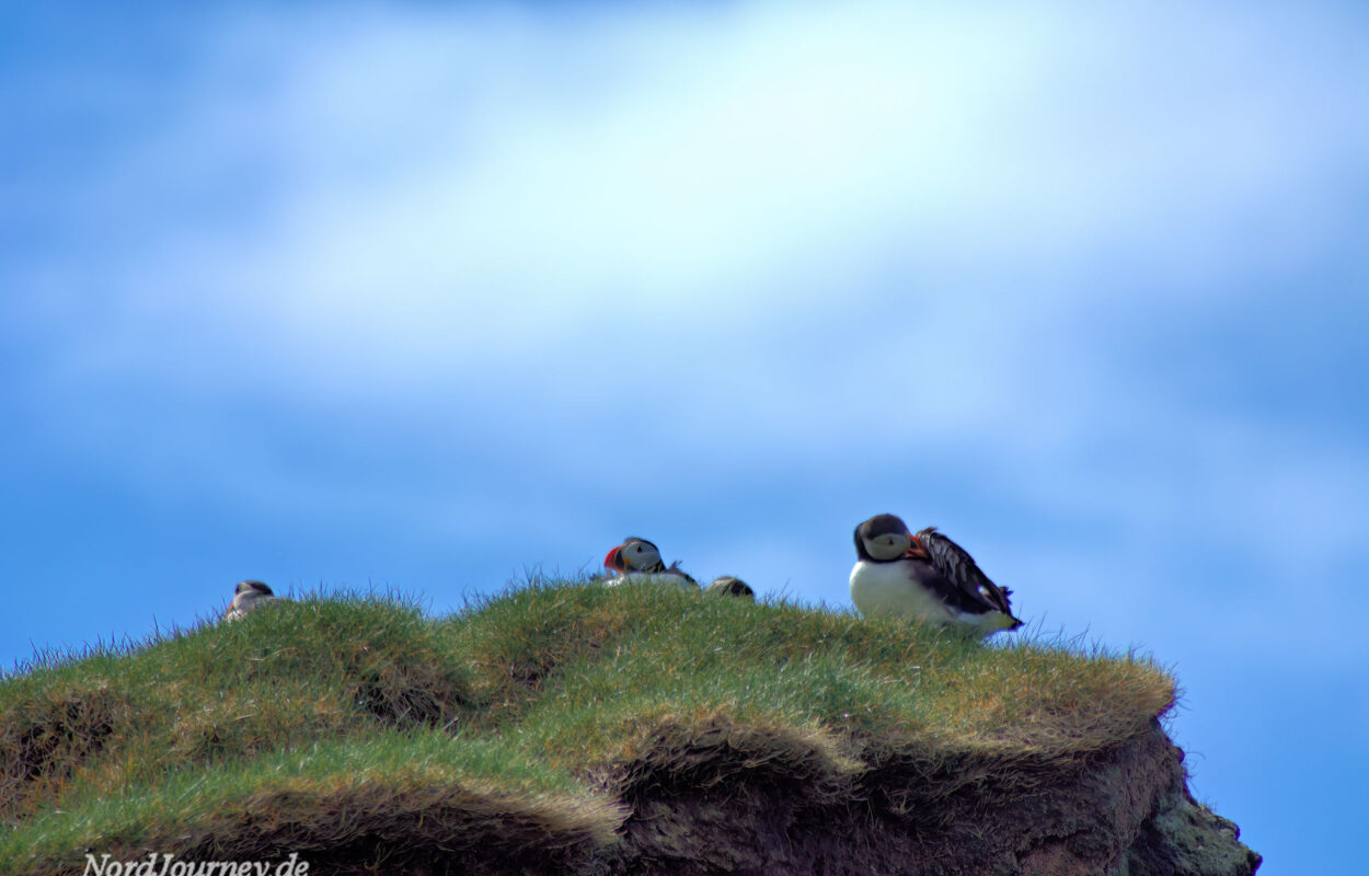Eine Gruppe Vögel sitzt auf einer Klippe.