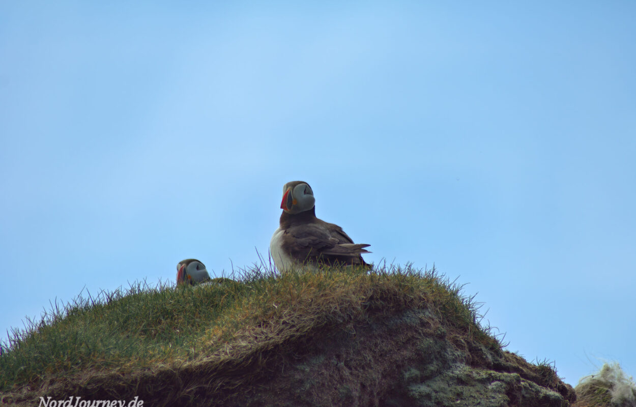 Zwei Vögel sitzen auf einem felsigen Hügel.