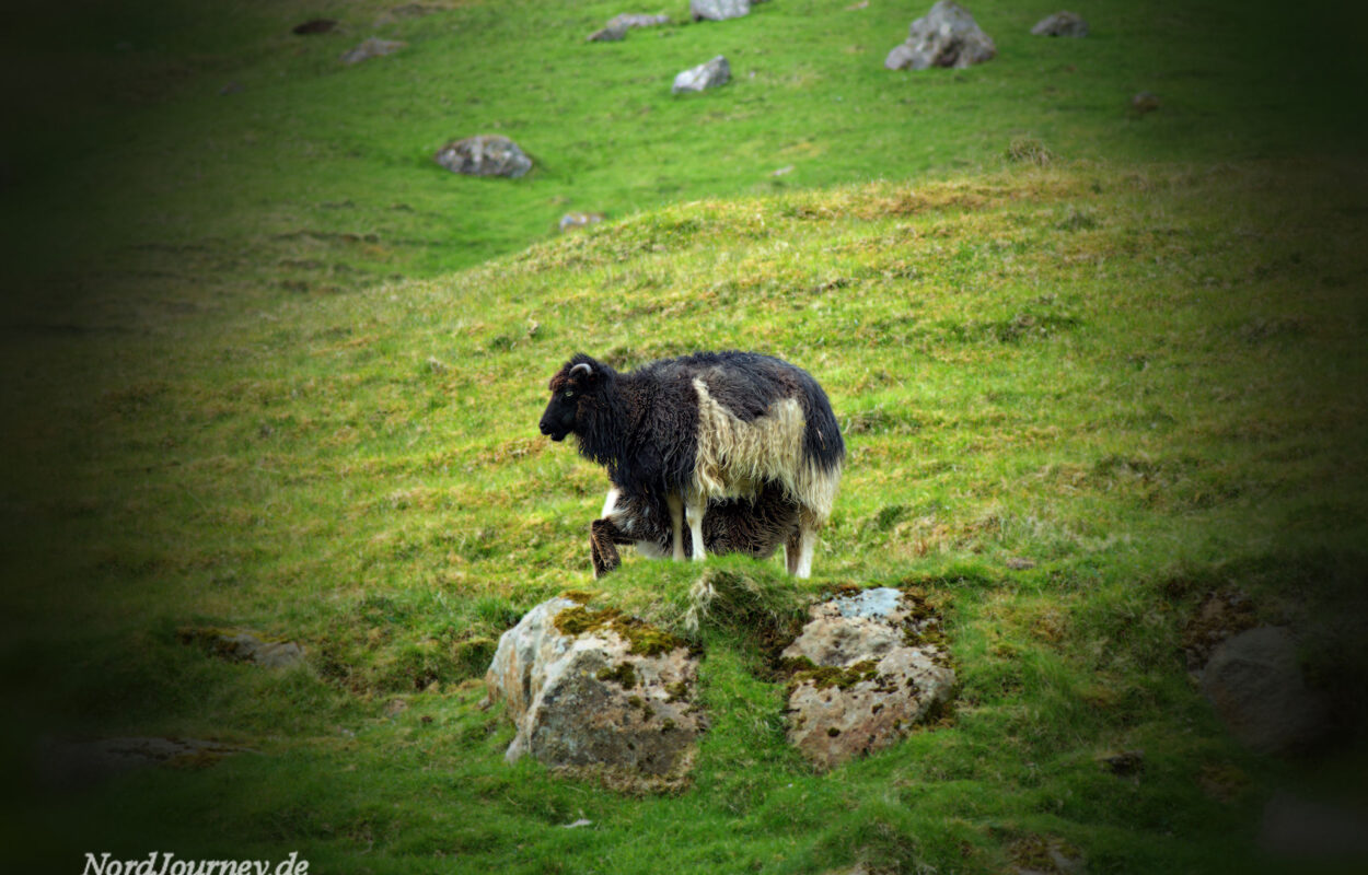 Ein Schaf steht auf einem grasbewachsenen Hügel.