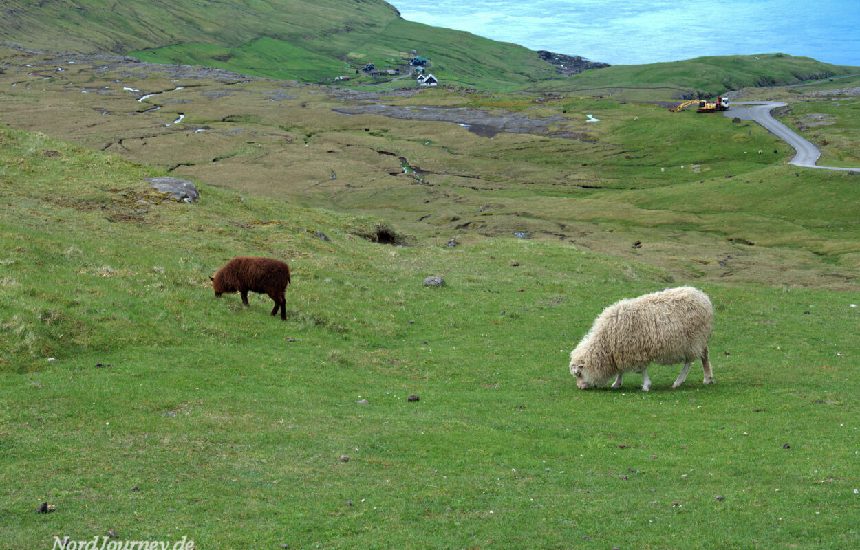 Zwei Schafe grasen auf einem grasbewachsenen Hügel.