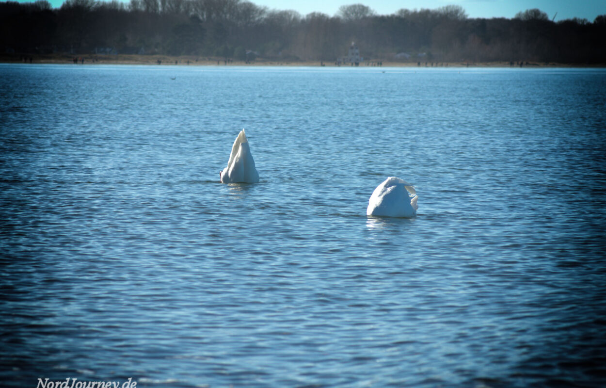 Zwei weiße Segel schwimmen im Wasser.