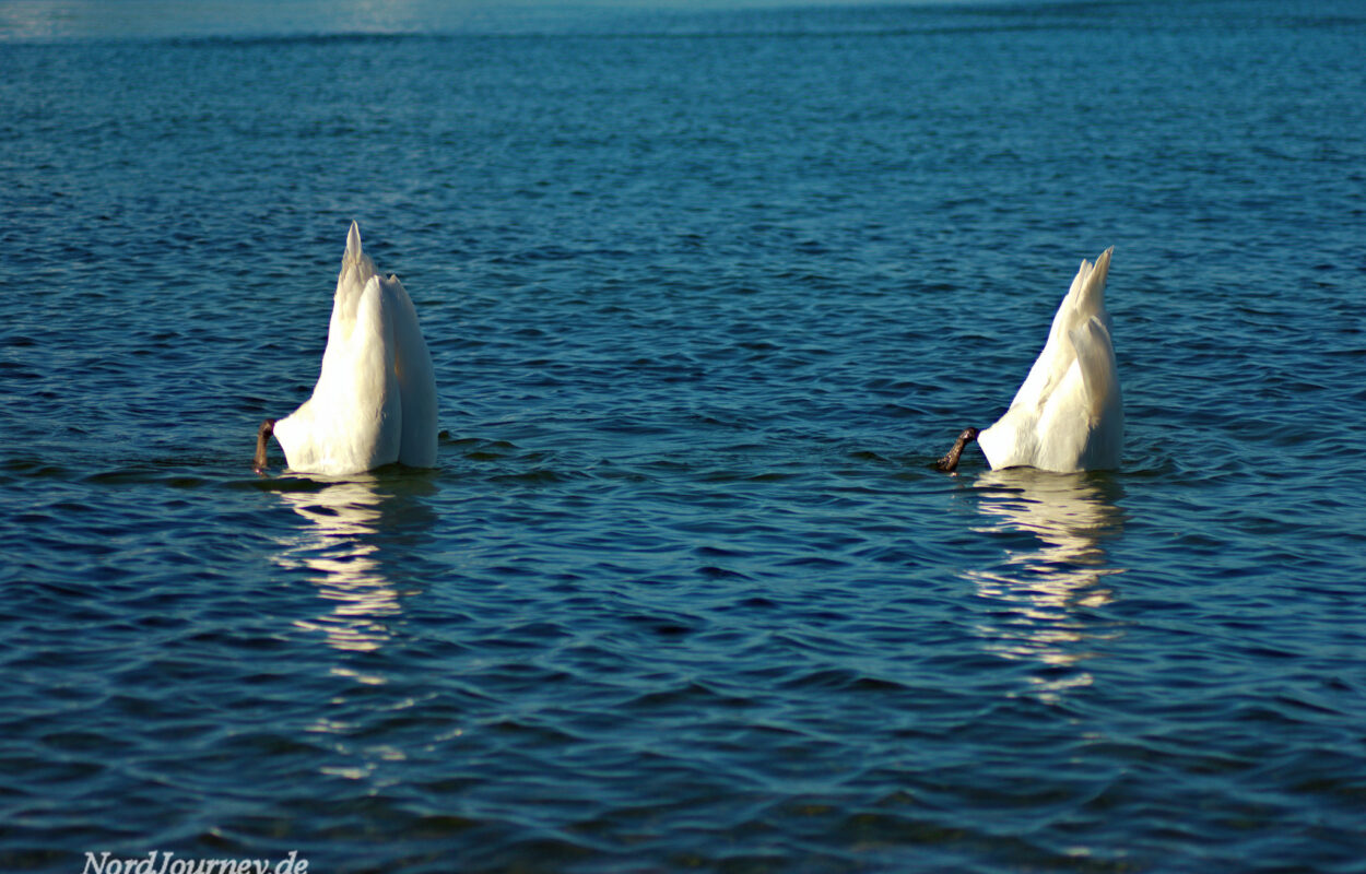 Zwei weiße Schwäne schwimmen im Wasser.