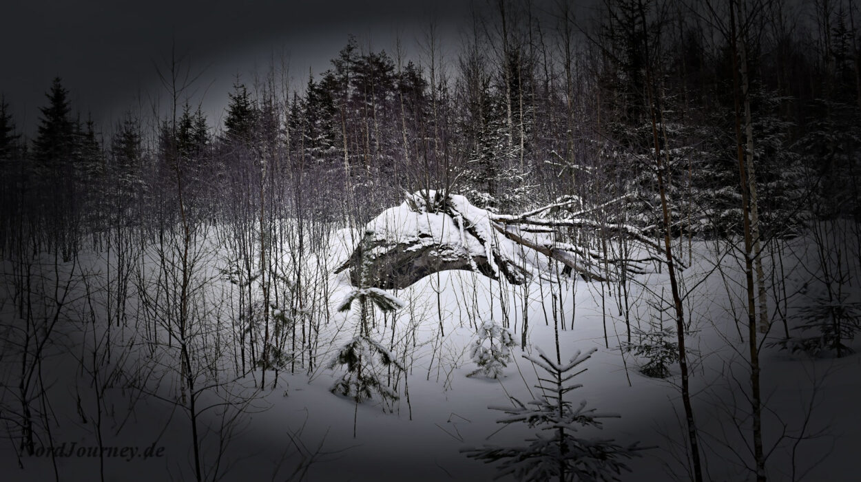 Ein Bild eines Baumes in einem verschneiten Wald.
