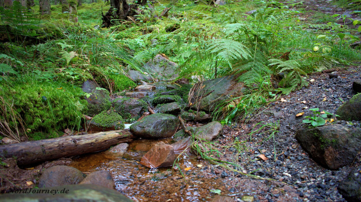 Ein Bach im Wald mit Felsen und Farnen.