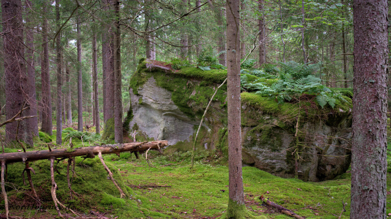 Ein moosbedeckter Felsen mitten im Wald.