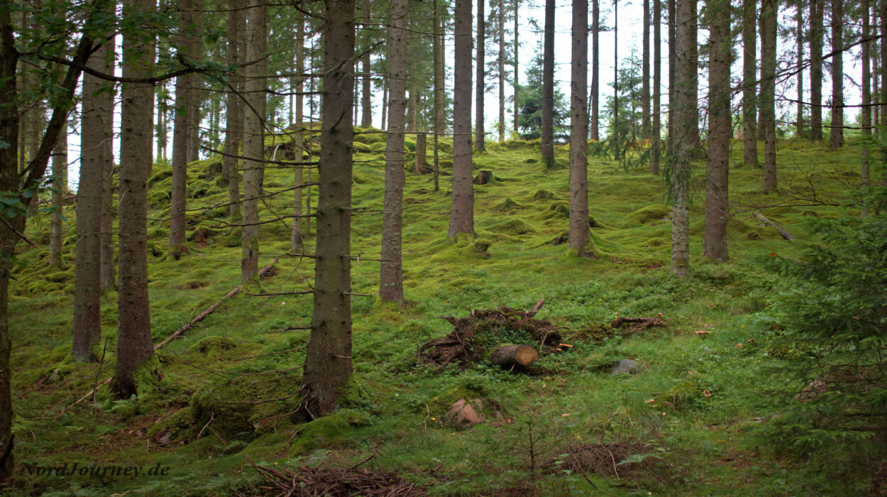 Ein moosbedeckter Hügel mitten im Wald.