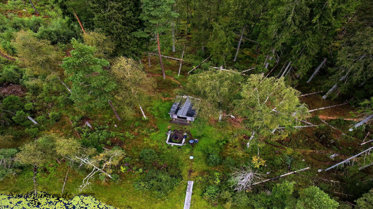 Eine Luftaufnahme einer Hütte in einem Wald.