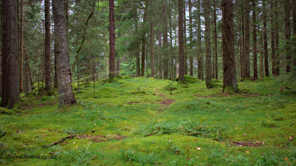 Ein moosbedeckter Weg in einem Wald.
