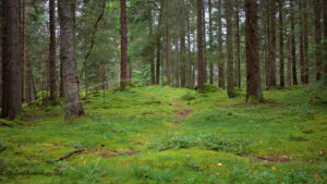 Ein moosbedeckter Weg in einem Wald.