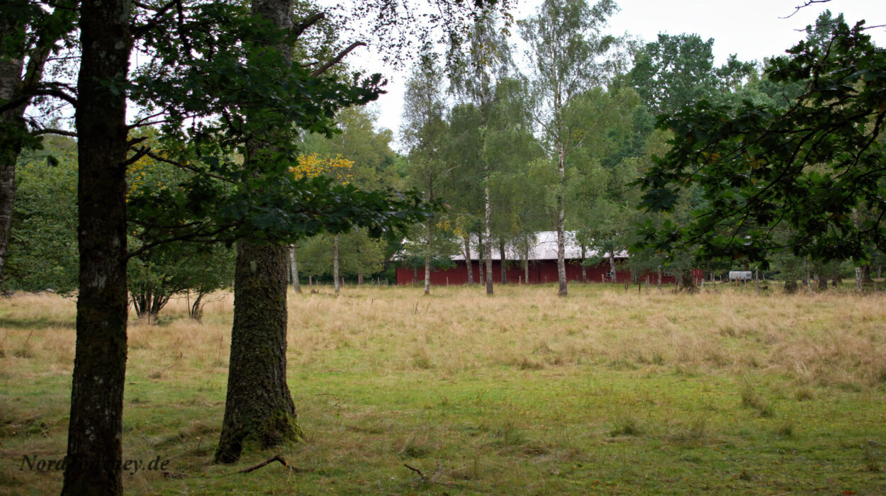 Ein grasbewachsenes Feld mit Bäumen und einer roten Scheune.