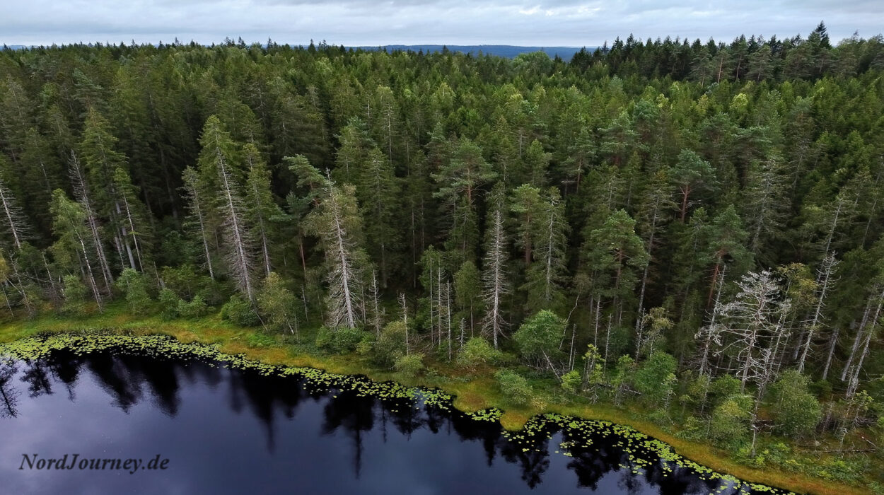 Eine Luftaufnahme eines Sees in einem Wald.