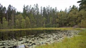 Ein Teich, umgeben von Bäumen und Seerosen.