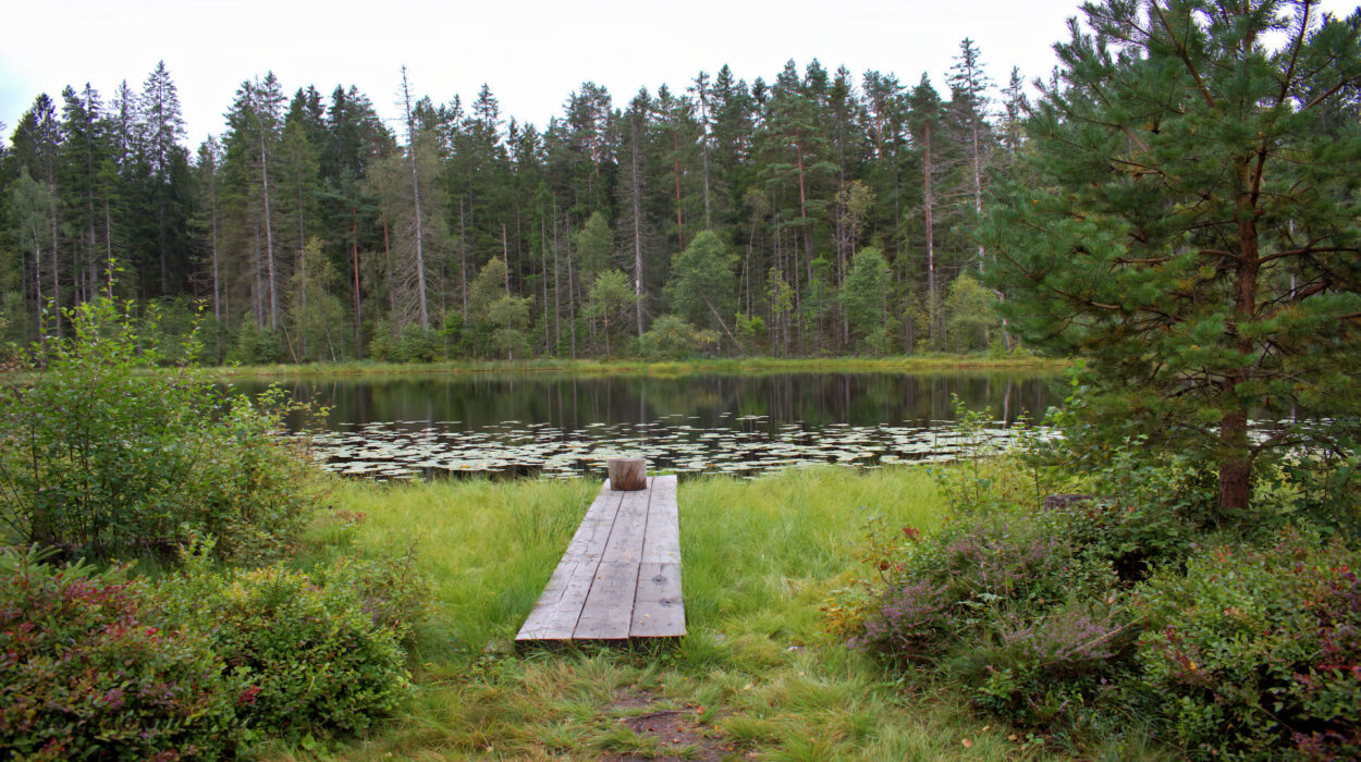 Eine Holzbrücke über einen Teich.