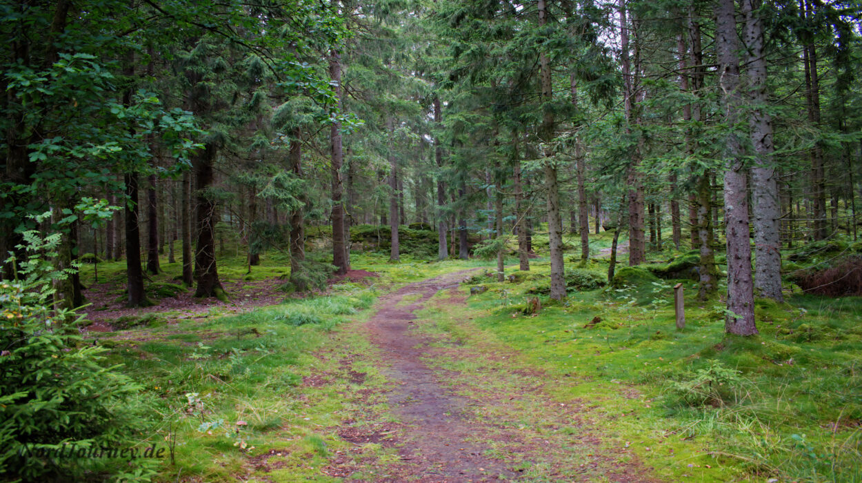 Ein Feldweg durch einen Wald mit hohen Bäumen.