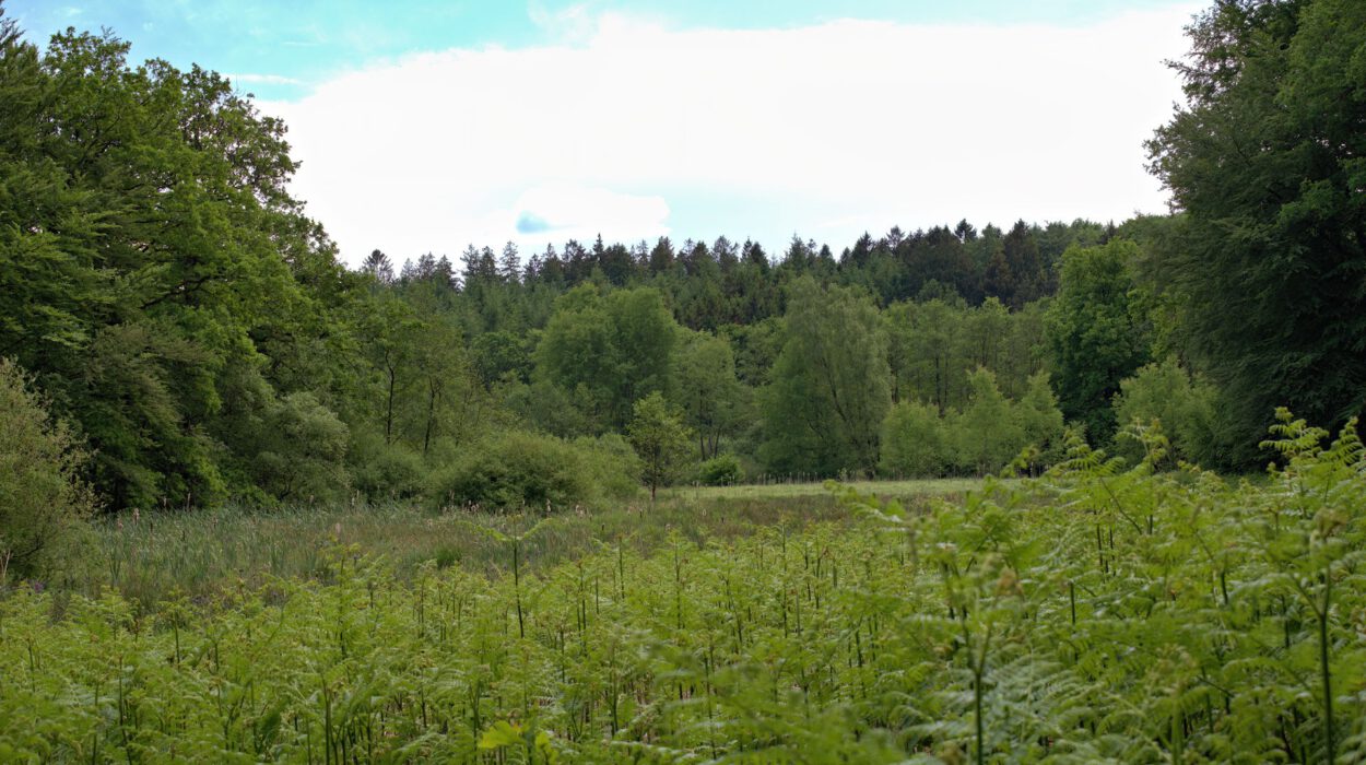 Ein üppiger, grüner Wald mit einer Vielzahl von Bäumen und Pflanzen unter einem bewölkten blauen Himmel. Dichtes Laub bedeckt den Vordergrund und führt zu einer dichten Baumreihe im Hintergrund.