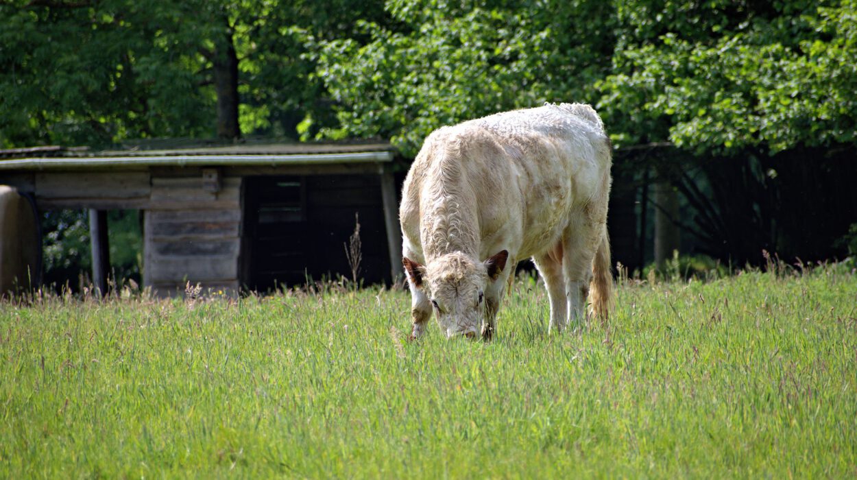 Eine helle Kuh grast auf grünem Gras auf einer Weide mit einer Holzkonstruktion und Bäumen im Hintergrund.