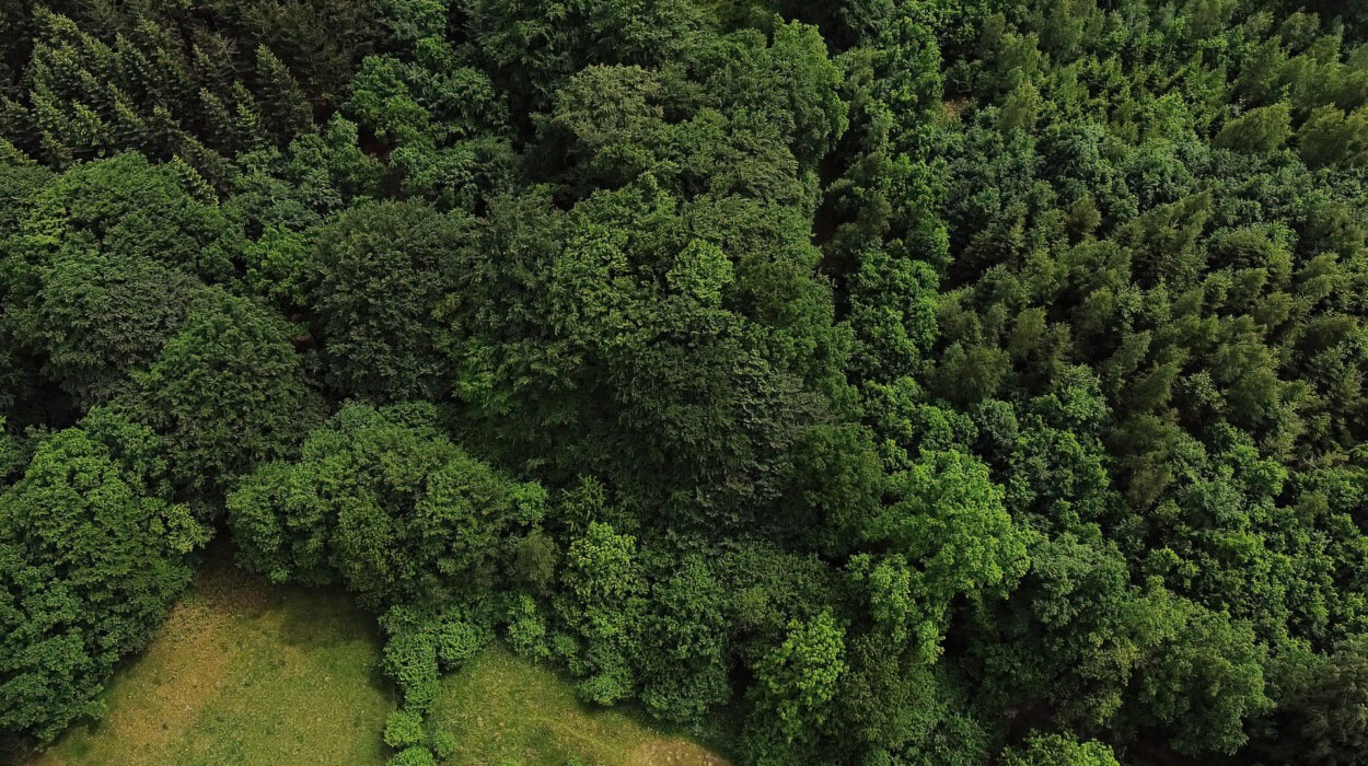 Luftaufnahme eines dichten Waldes mit einer grasbewachsenen Lichtung und einem Fußweg unten rechts. Das Bild zeigt eine Mischung aus Laub- und Nadelbäumen.
