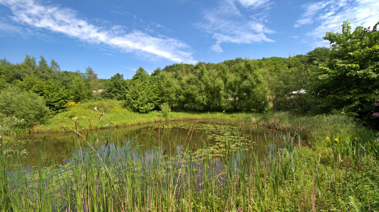 Ein kleiner Teich, umgeben von hohem Gras und dichtem grünem Laub unter einem strahlend blauen Himmel mit vereinzelten Wolken.