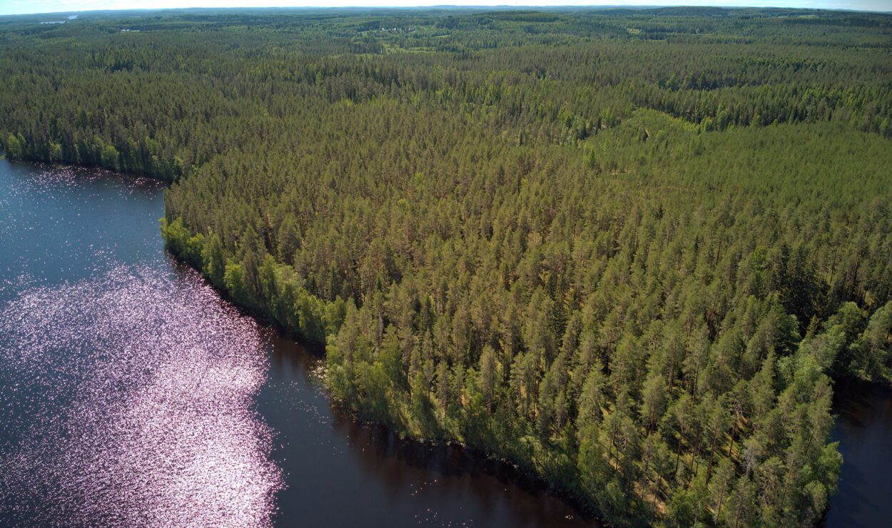 Luftaufnahme eines dichten Waldes mit hohen Bäumen am Rande eines Sees unter einem klaren blauen Himmel, wobei sich die Sonne auf der Wasseroberfläche spiegelt.