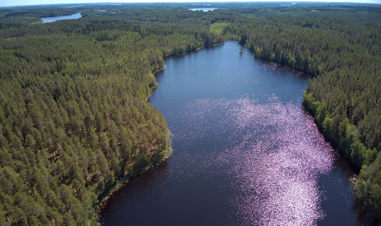 Luftaufnahme eines Waldes mit einem Fluss, der unter einem hellen, das Sonnenlicht reflektierenden Himmel hindurchfließt.