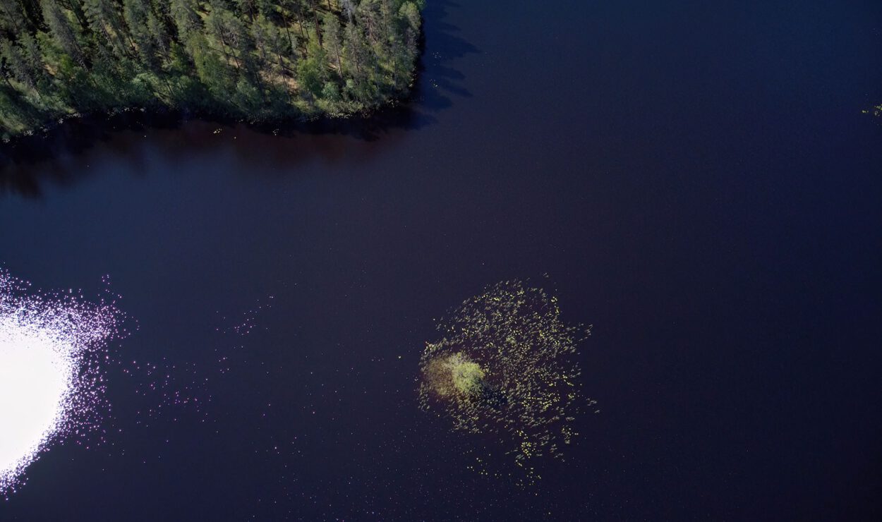 Luftaufnahme eines ruhigen, dunkelblauen Sees mit dichten Bäumen entlang des Ufers und auf der Wasseroberfläche schwimmenden Wasserpflanzen. Die Reflexion des Sonnenlichts erzeugt einen Blendfleck auf dem Wasser.