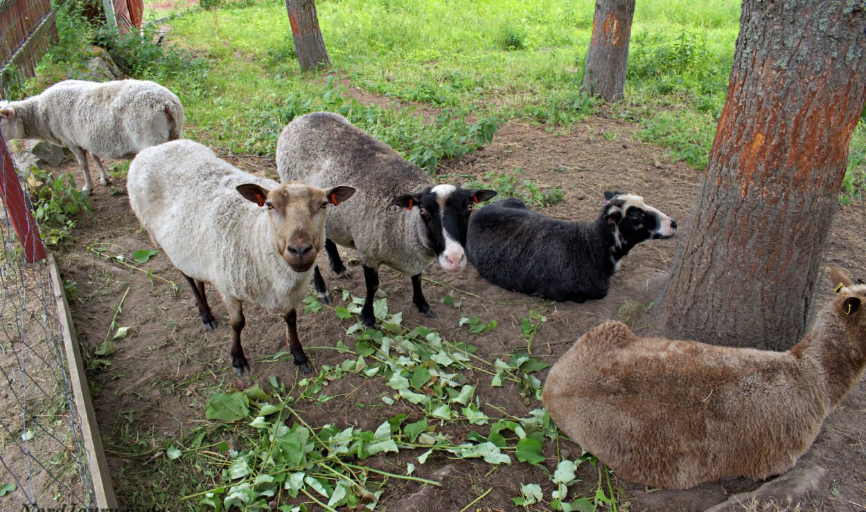 Schafe ruhen und grasen unter Bäumen auf einer Grasfläche.