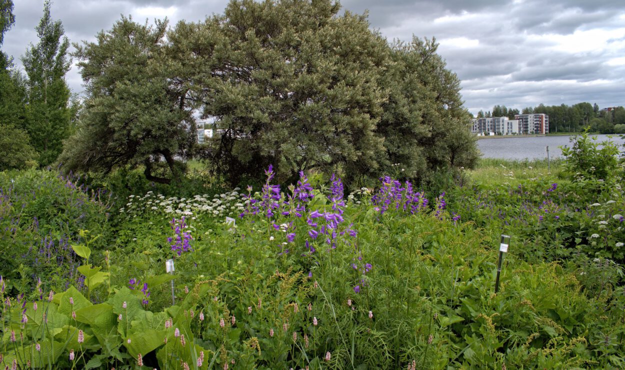 Üppiges Grün mit verschiedenen Wildblumen und kleinen Bäumen an einem Seeufer, im Hintergrund sind Gebäude unter einem bewölkten Himmel sichtbar.