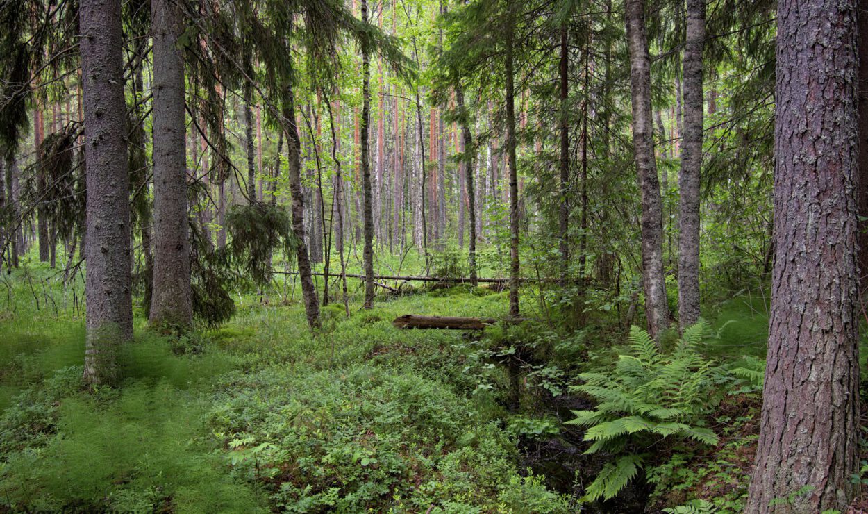 Ein dichter Wald mit hohen Bäumen und üppigem grünem Unterholz. Ein umgestürzter Baumstamm überspannt einen kleinen Bach mitten im Wald.