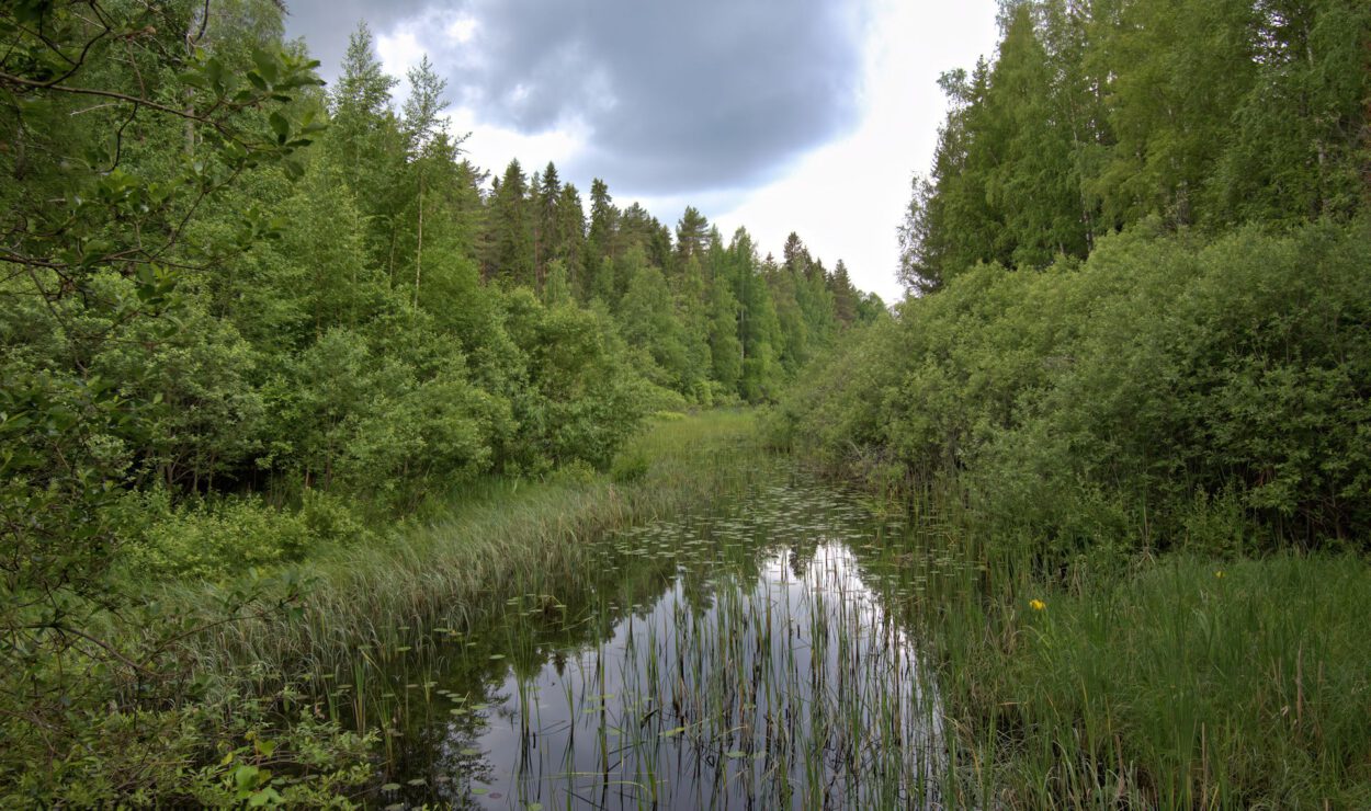 Ein ruhiger Teich, umgeben von dichter grüner Vegetation und hohem Gras unter einem bewölkten Himmel.