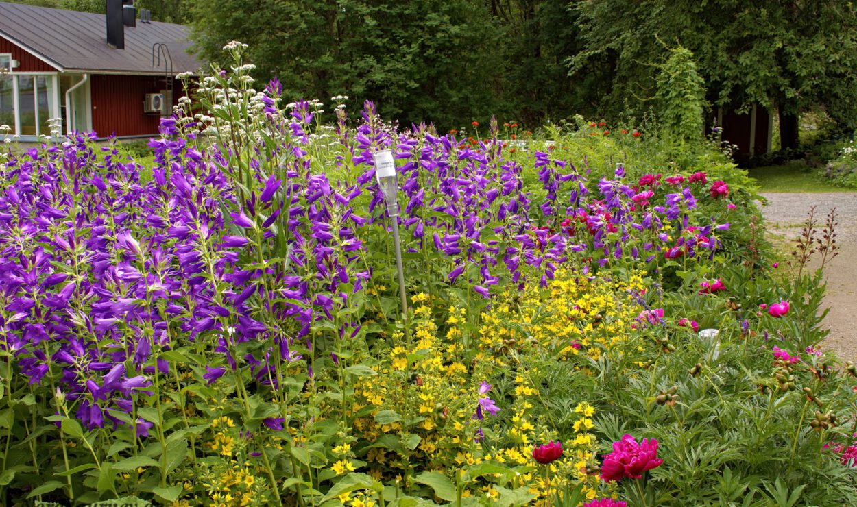 Ein lebendiger Garten mit violetten, gelben und roten Blumen in voller Blüte, umgeben von üppigem grünem Laub, in der Nähe eines roten Gebäudes.