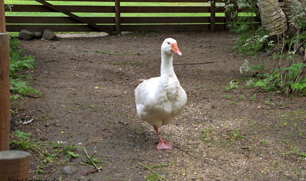 Eine weiße Gans steht auf einem Feldweg vor einem Holzzaun, umgeben von Gras und Pflanzen.