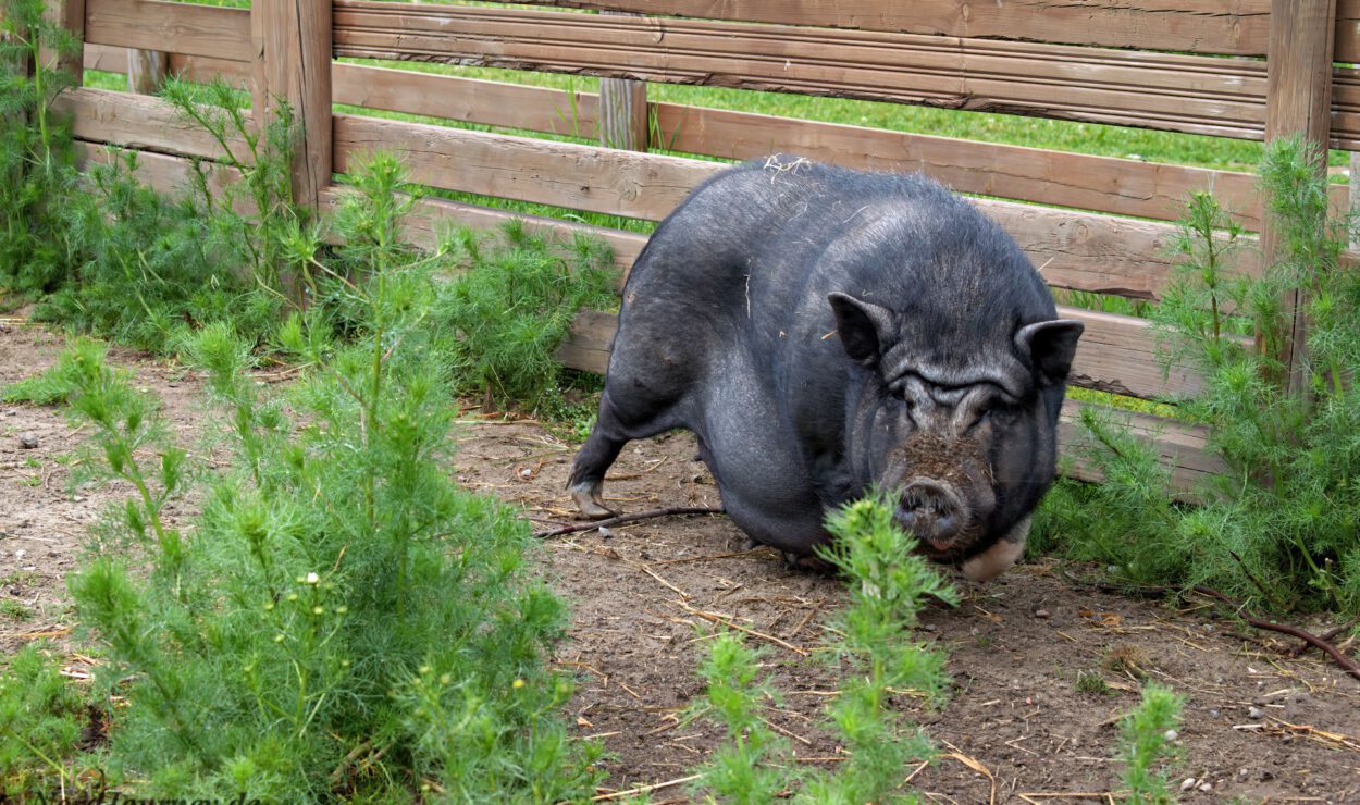 Ein großes schwarzes Schwein sitzt auf dem Boden neben einem Holzzaun, umgeben von grünen Pflanzen.