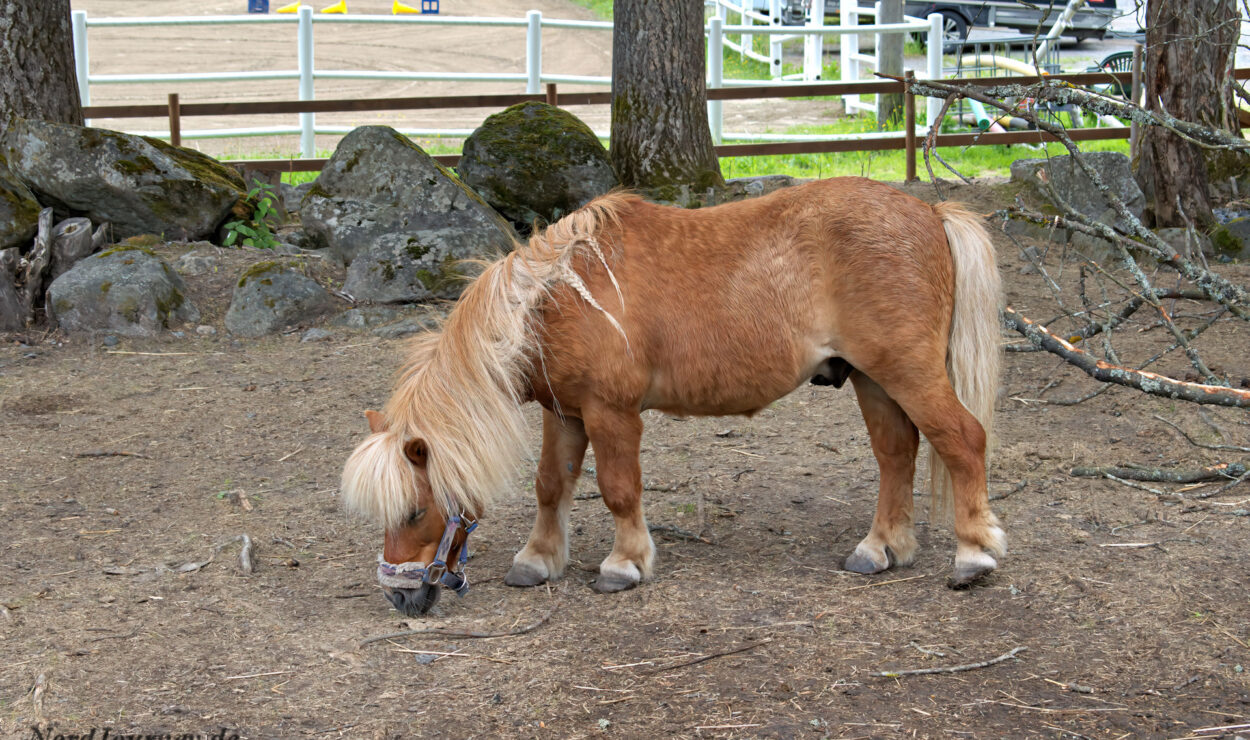 Ein kleines Pony mit langer Mähne grast auf Erde in einem eingezäunten Bereich mit Felsen und Bäumen. Im Hintergrund ist eine Reitbahn zu sehen.