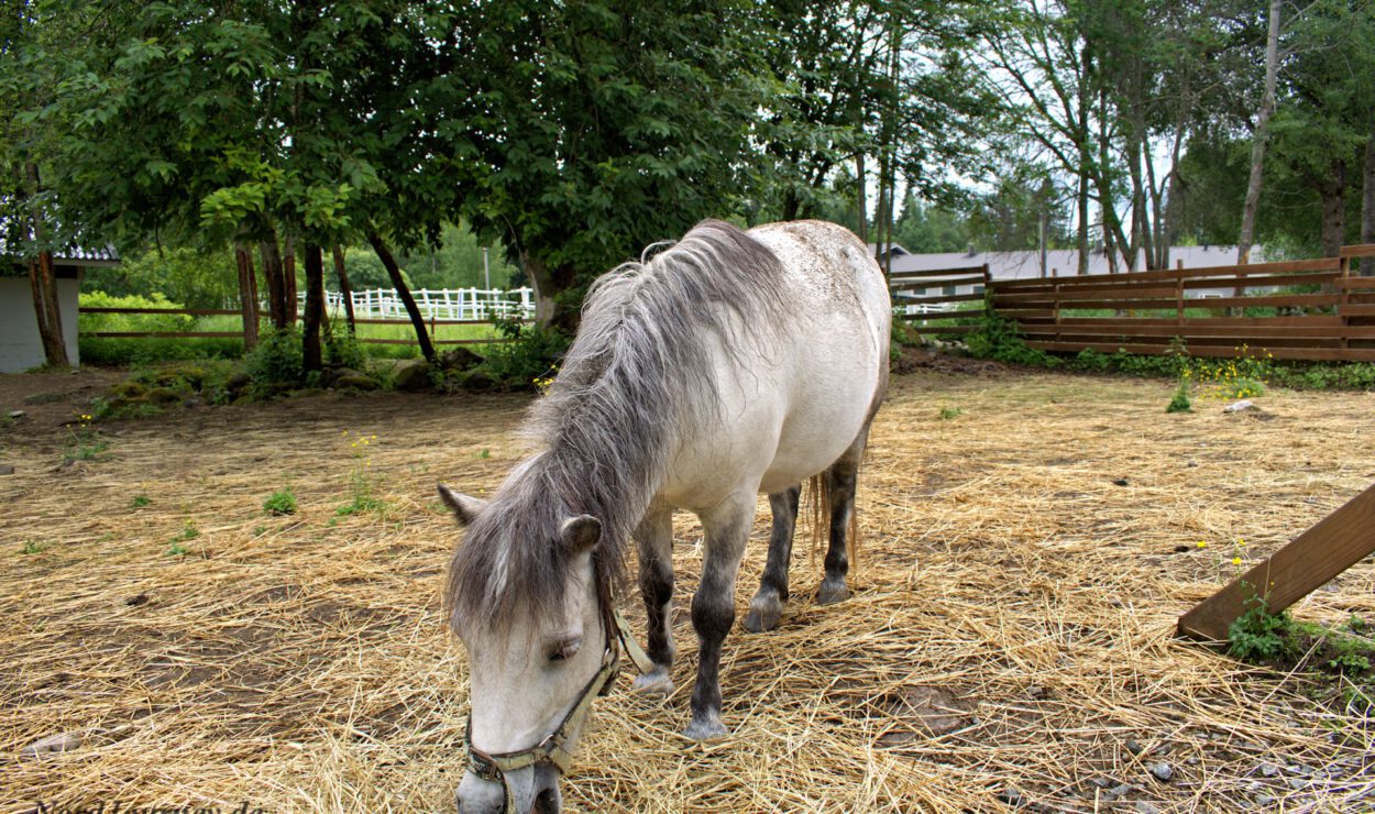 Ein graues Pony grast auf einer eingezäunten Koppel mit Bäumen und einem Holzunterstand im Hintergrund.