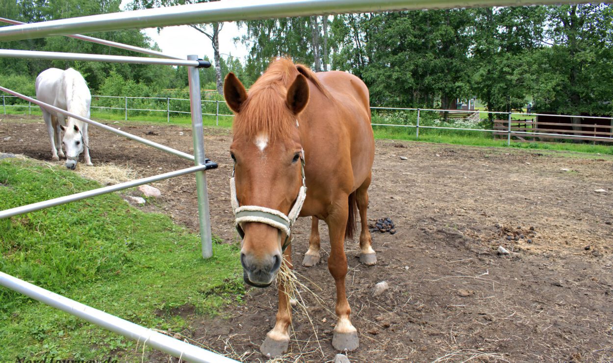 Zwei Pferde in einem eingezäunten Außenbereich. Im Vordergrund ist ein braunes Pferd zu sehen, das Heu frisst, im Hintergrund ein weißes Pferd. Hinter dem Zaun sind Bäume zu sehen.