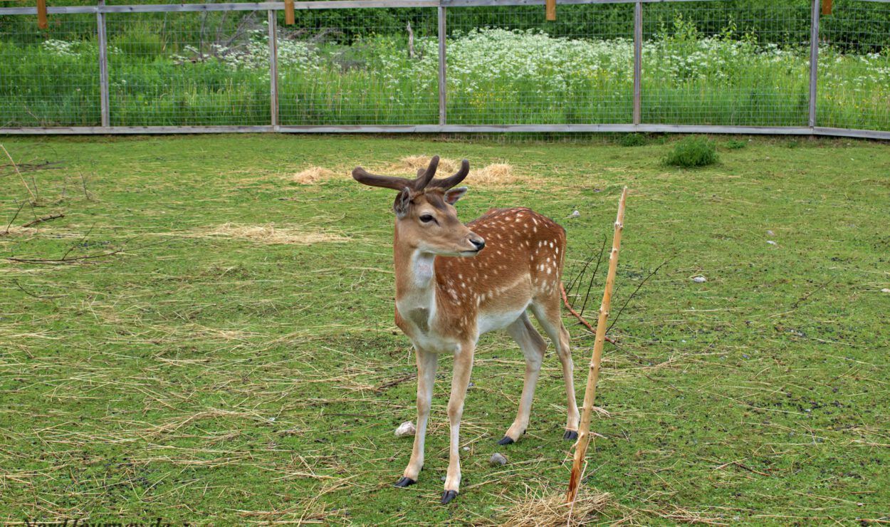 Ein junges Reh mit Geweih steht auf dem Gras in einem eingezäunten Bereich.