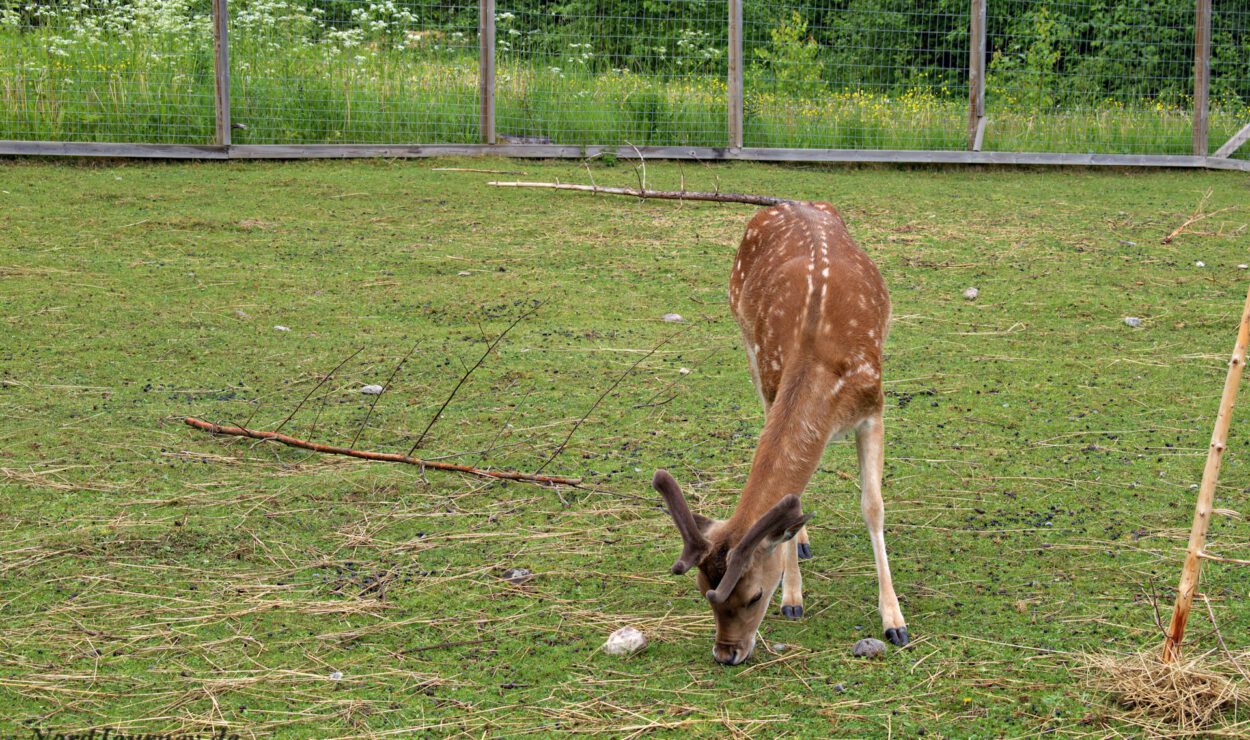 Ein junges Reh mit Geweih grast auf Gras in einem umzäunten Bereich mit einem grünen Zaun im Hintergrund.