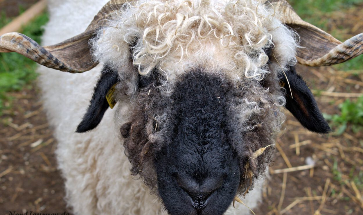 Nahaufnahme eines flauschigen Schafs mit lockiger Wolle und gebogenen Hörnern, das auf einer Grasfläche steht.