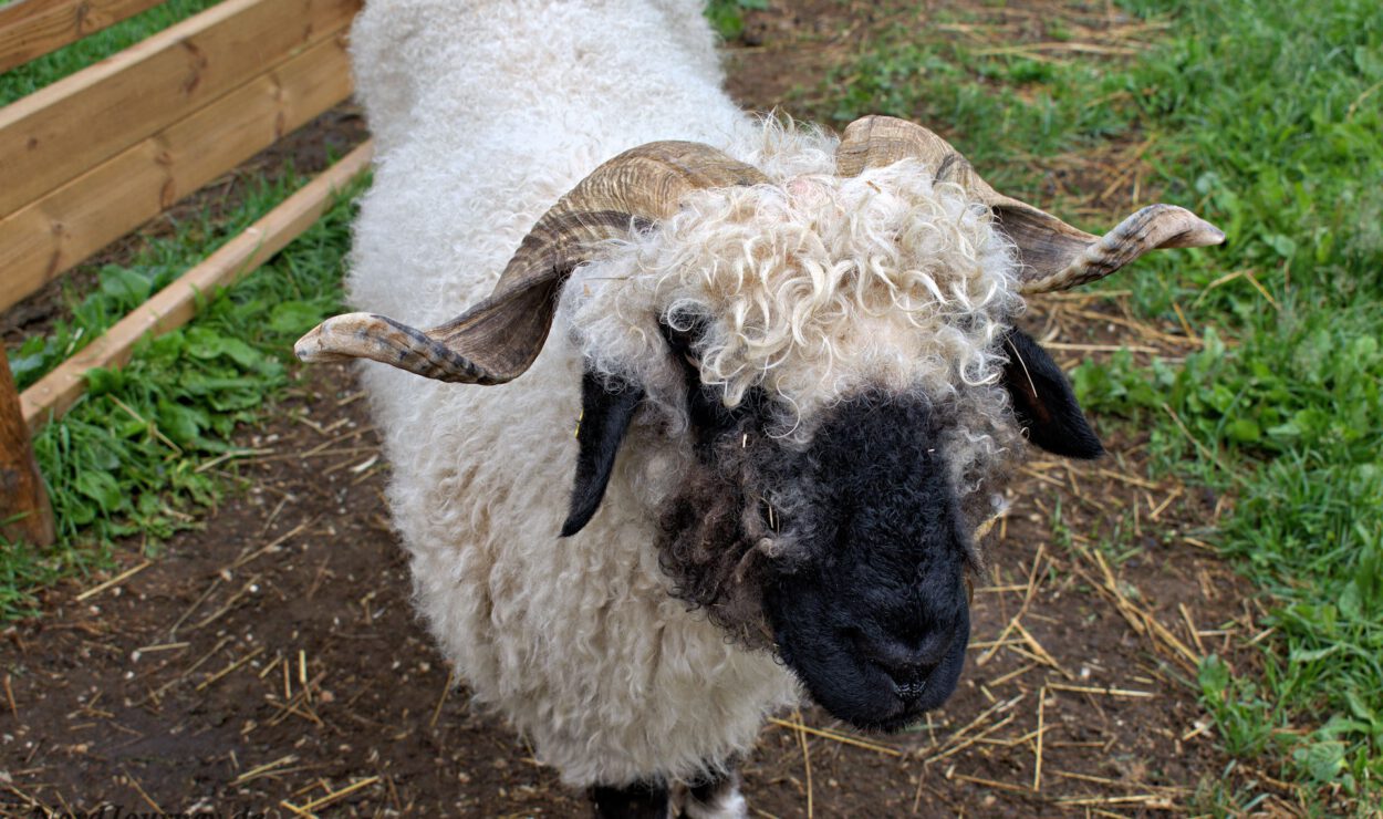 Ein gehörntes Schaf mit lockiger Wolle steht auf einer mit Gras und Erde bedeckten Fläche in der Nähe eines Holzzauns.