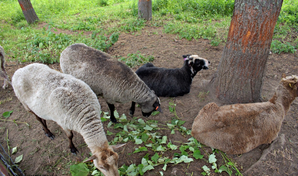 Vier Schafe ruhen und grasen unter Bäumen in einer Grasfläche.