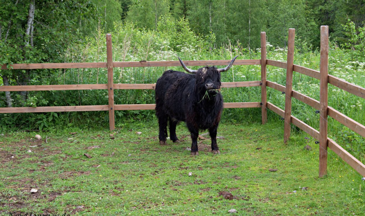 Ein schwarzer Yak steht auf einer Grasfläche und kaut Gras. Er ist von einem Holzzaun umgeben und von grünem Laub umgeben.